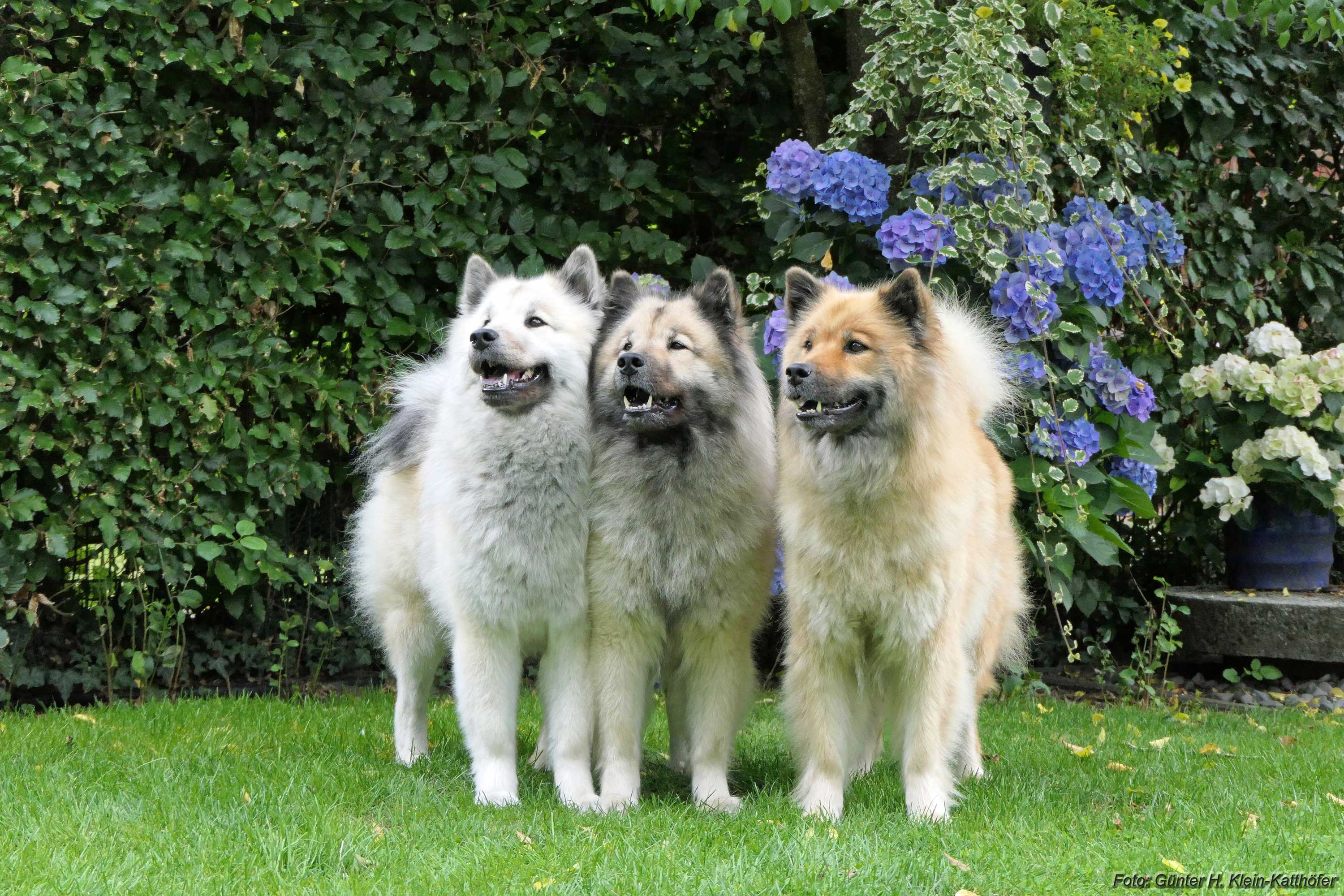 Kiwi, Urmel, Tiffany